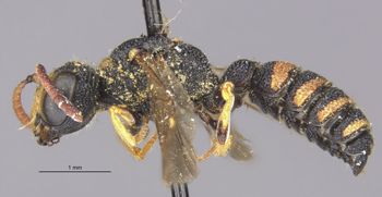 Media type: image;   Entomology 13786 Aspect: habitus lateral view